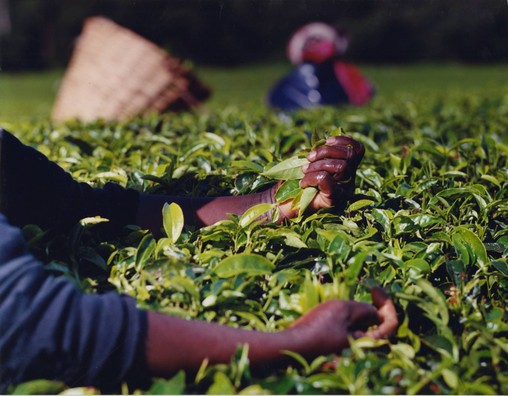 hands over tea plants harvesting